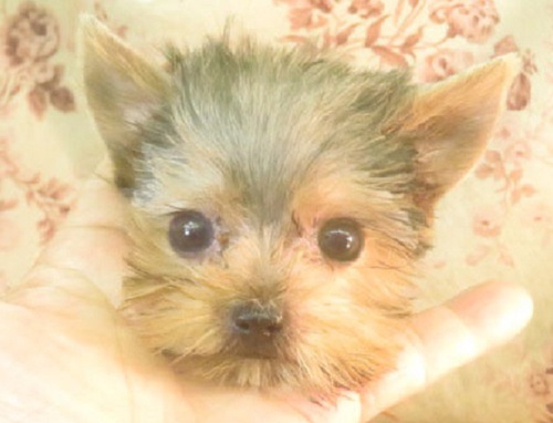 ヨーキー(ヨークシャー・テリア) 犬の販売・譲渡 7283 母1.0k父1.8k良血統 理想的な男の子234