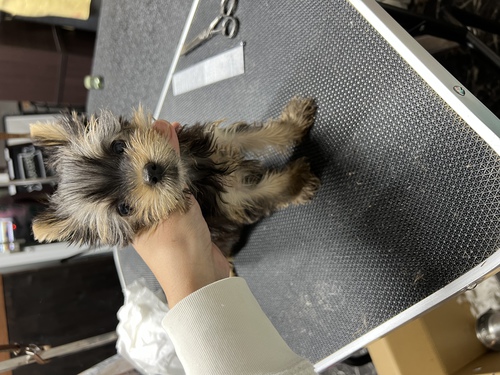 ヨーキー(ヨークシャー・テリア) 犬の販売・譲渡 7287 小さなヨーキー