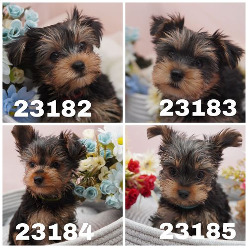 クリクリお目目☆甘えん坊の兄妹たち!! 犬の販売 7289