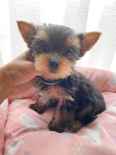 ヨーキー(ヨークシャー・テリア) 犬の販売・譲渡 7294 ヨーキー兄弟