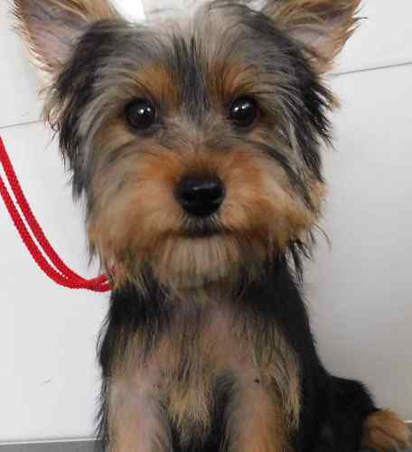 ヨーキー(ヨークシャー・テリア) 犬の販売・譲渡 7296 元気な女の子