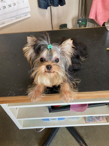 ヨーキー(ヨークシャー・テリア) 犬の販売・譲渡 7299 小さくてお顔のかわいい男の子