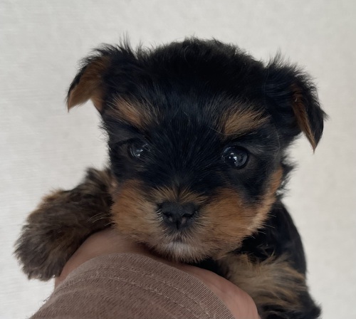 ヨーキー(ヨークシャー・テリア) 犬の販売・譲渡 7303 ヨーキーの仔犬です。