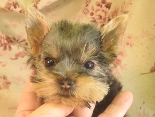 ヨーキー(ヨークシャー・テリア) 犬の販売・譲渡 7304 両親 祖父母遺伝疾患無