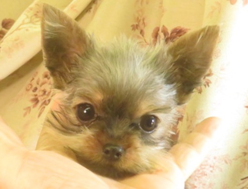 ヨーキー(ヨークシャー・テリア) 犬の販売・譲渡 7307 4か月で500g極少の女の子