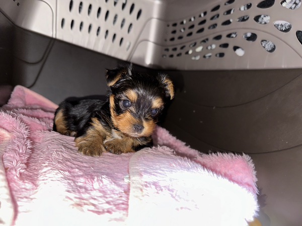 可愛い男の子 犬の販売 7309