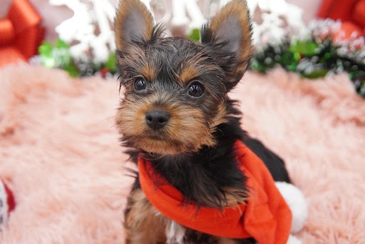 元気いっぱいの男の子 犬の販売 7313