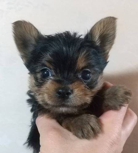 ヨーキー(ヨークシャー・テリア) 犬の販売・譲渡 7315 5万円値引き!お正月セール!可愛い〜兄妹です!!