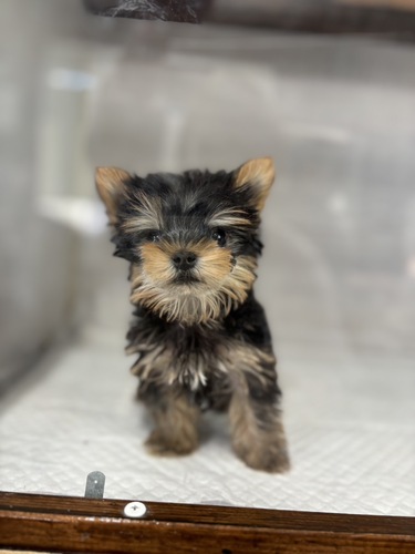 ヨーキー(ヨークシャー・テリア) 犬の販売・譲渡 7327 納得いく子を^_^