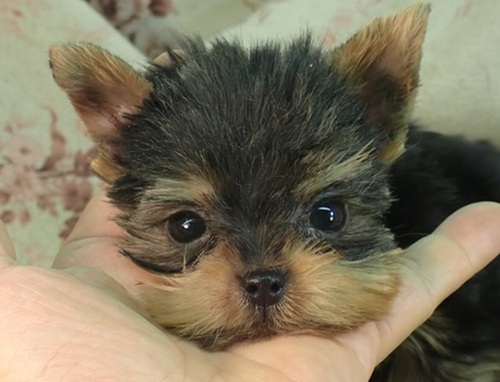 ヨーキー(ヨークシャー・テリア) 犬の販売・譲渡 7328 母1.3k父1.8k祖父1.4k極少良血統
