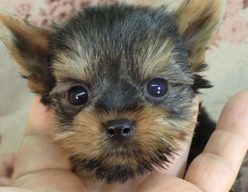 ヨーキー(ヨークシャー・テリア) 犬の販売・譲渡 7331 小振りな男の子 元気一杯です