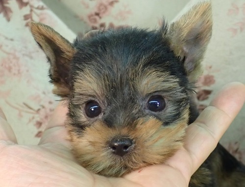 ヨーキー(ヨークシャー・テリア) 犬の販売・譲渡 7333 老犬でも背中がグレーに変わらないタイプです