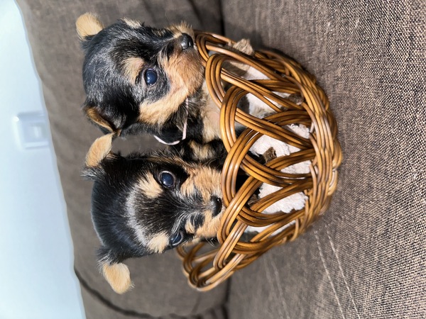 ヨーキー(ヨークシャー・テリア) 犬の販売・譲渡 7339 可愛い姉妹