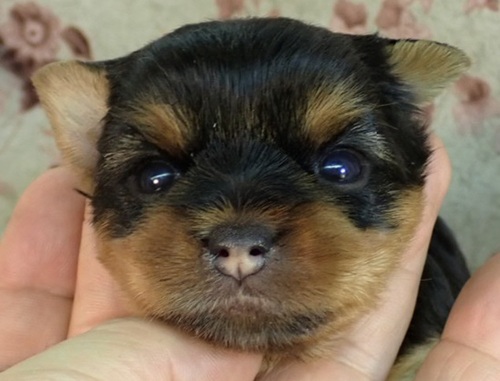 ヨーキー(ヨークシャー・テリア) 犬の販売・譲渡 7341 母1.6k父1.8k祖母1.5k祖父1.4k