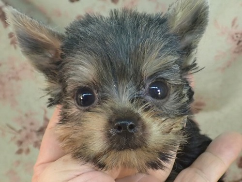 ヨーキー(ヨークシャー・テリア) 犬の販売・譲渡 7345 母1.5k父1.8k祖母2.5k祖父1.4k