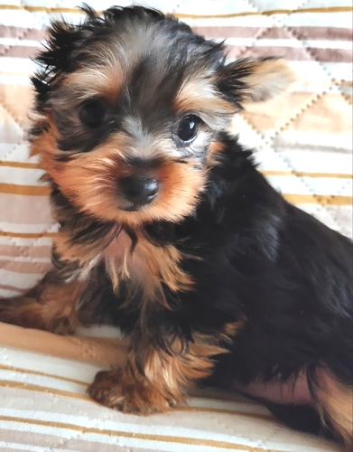 お目目くりくり優しい顔立ち(ご家族様募集) 犬の販売 7350
