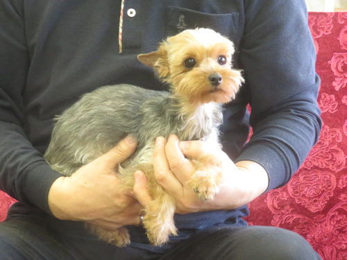 ヨーキー(ヨークシャー・テリア) 犬の販売・譲渡 7356 繁殖リタイヤ犬 女の子4歳ジューン