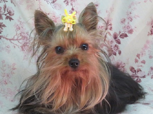 ヨーキー(ヨークシャー・テリア) 犬の販売・譲渡 7358 繁殖リタイヤ犬 男の子6歳ウェルス