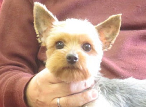 ヨーキー(ヨークシャー・テリア) 犬の販売・譲渡 7362 繁殖リタイヤ犬 女の子4歳キャンディ
