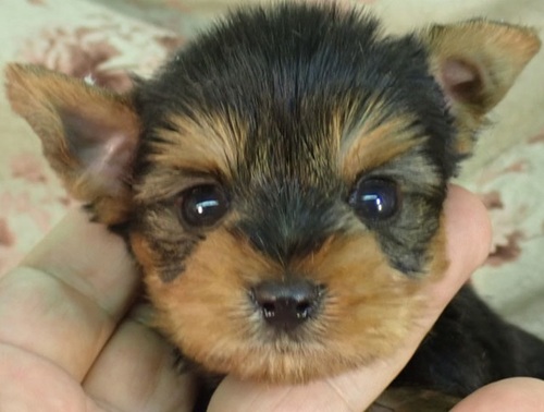 ヨーキー(ヨークシャー・テリア) 犬の販売・譲渡 7369 母2.2k父1.8k祖父1.4k良血統