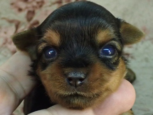 ヨーキー(ヨークシャー・テリア) 犬の販売・譲渡 7370 小ぶりな女の子をお探しの方にお勧めです