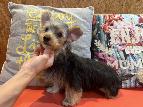 ヨーキー(ヨークシャー・テリア) 犬の販売・譲渡 7383 元気一杯の男の子