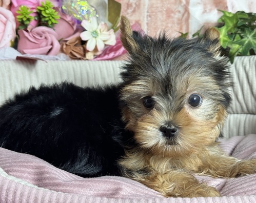 ヨーキー(ヨークシャー・テリア) 犬の販売・譲渡 7384 くりくりな 可愛いおめめ