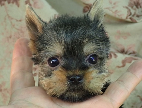 ヨーキー(ヨークシャー・テリア) 犬の販売・譲渡 7388 良質で極少の男の子をお探しのお客様にお勧めです