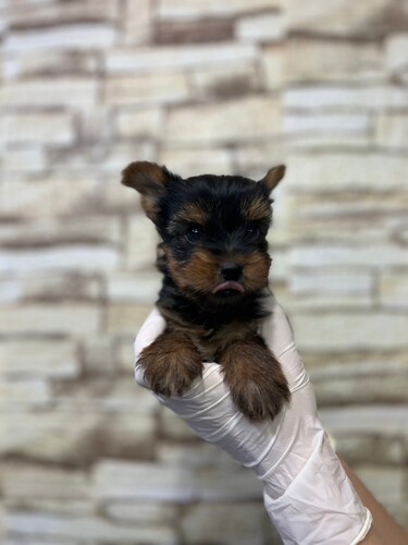 ヨーキー(ヨークシャー・テリア) 犬の販売・譲渡 7392 くりんくりんなお目目の男の子!