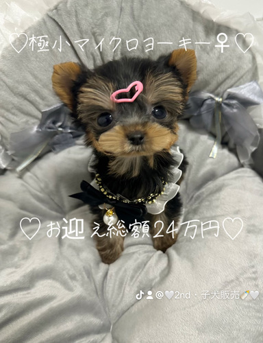 ヨーキー(ヨークシャー・テリア) 犬の販売・譲渡 7395 マイクロヨーキー