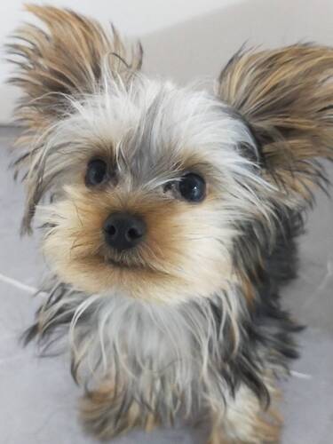ヨーキー(ヨークシャー・テリア) 犬の販売・譲渡 7398 ヨーキ男の子