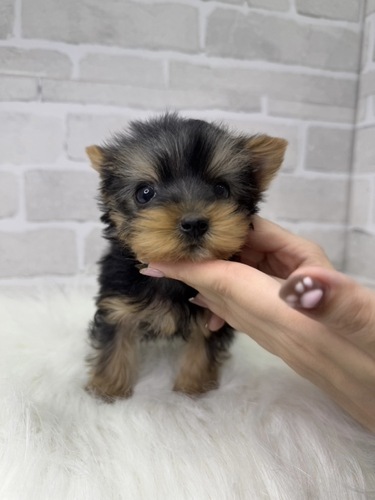 ヨーキー(ヨークシャー・テリア) 犬の販売・譲渡 7403 とっても美人さん。お迎え総額表記