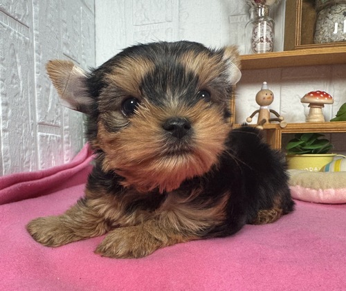 ヨーキー(ヨークシャー・テリア) 犬の販売・譲渡 7418 甘えん坊な男の子