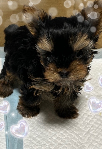 イケメンヨーキーくん 犬の販売 7420
