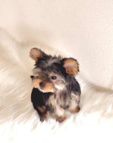 ヨーキー(ヨークシャー・テリア) 犬の販売・譲渡 7421 コロコロ小さなヨーキー君