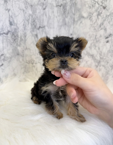 ヨーキー(ヨークシャー・テリア) 犬の販売・譲渡 7423 プレミアム級。お迎え総額。