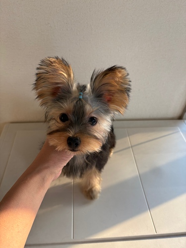犬の販売 ヨーキー（ヨークシャー・テリア） 小さめの男の子 No