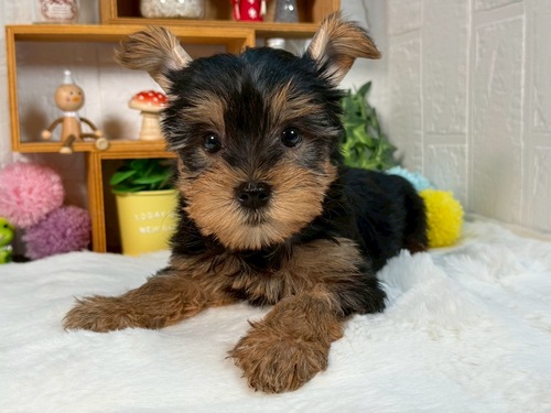 ヨーキー(ヨークシャー・テリア) 犬の販売・譲渡 7427 甘えん坊な 男の子
