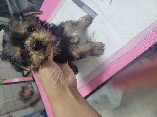 ヨーキー(ヨークシャー・テリア) 犬の販売・譲渡 7430 むっちむち健康体かわいいこ