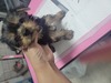 [L[i[NV[EeAj  q T ނނN̂... 7430