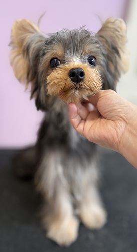 ヨーキー(ヨークシャー・テリア)  犬の販売・譲渡 7432 イケメン