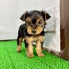ヨーキー(ヨークシャー・テリア)  子犬 探す ヨークシャーテリア(... 7435