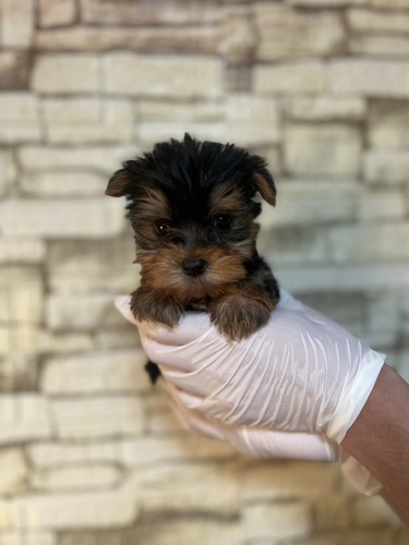 ヨーキー(ヨークシャー・テリア) 犬の販売・譲渡 7438 スティールブルー&タン1693