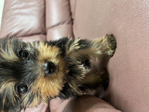 ヨーキー(ヨークシャー・テリア) 犬の販売・譲渡 7440 可愛い男の子、女の子
