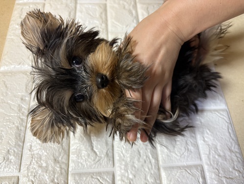 ヨーキー(ヨークシャー・テリア) 犬の販売・譲渡 7441 訳ありヨーキーちゃんです!
