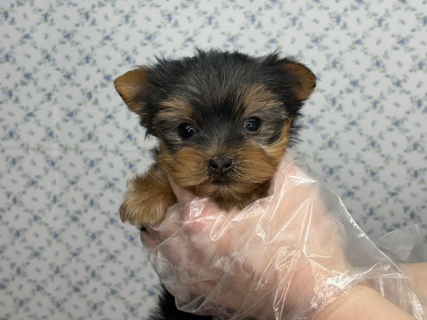 ���[�L�[�i���[�N�V���[�E�e���A�j  ���̔̔��E���n 7446 �y���T����z����ɃX�b�|���􏬂��߈�l���q����