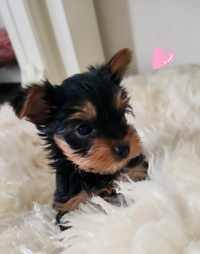 ��������j�̎q���Ƃ��Ă��Â���V ���̔̔� 7450