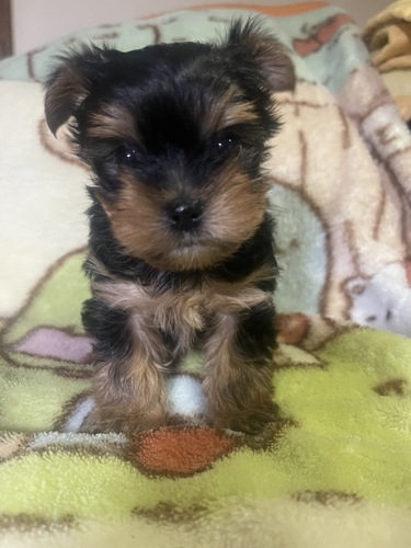 ���[�L�[�i���[�N�V���[�E�e���A�j  ���̔̔��E���n 7452 ��������҂̒j�̎q�̔���