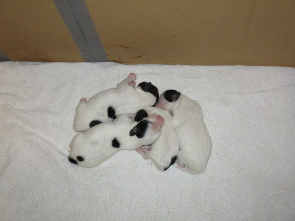 パフ兄妹誕生致しました。 犬の販売 1030