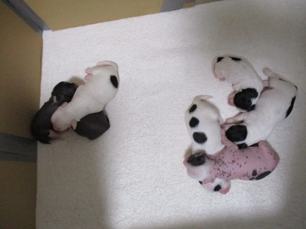 可愛い兄妹誕生 犬の販売 1031